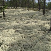 Natural Lichen Mosswall®